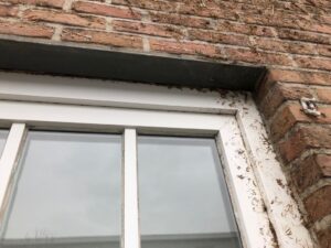 Chemifor_Gevel_Klimop_Verwijderen