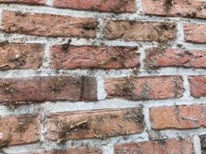 Chemifor_Gevel_Klimop_Verwijderen