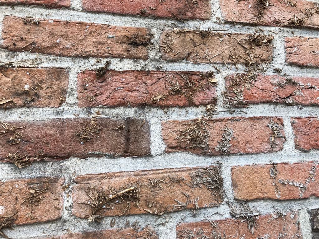 Klimopresten op baksteengevel